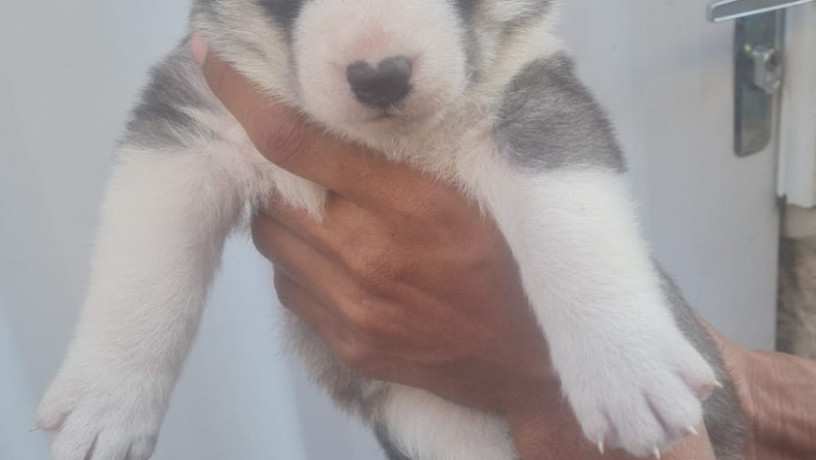 husky-siberiano-1mes-femea-big-0