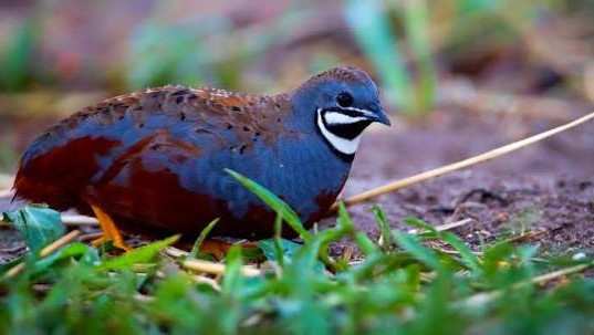 codorna-chinesa-big-0