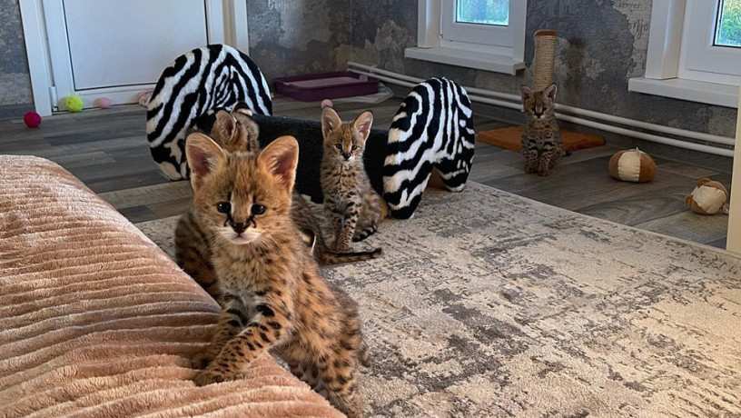 magnificos-filhotes-de-serval-e-caracal-big-4