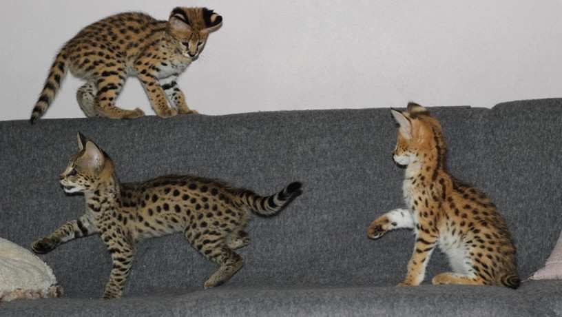 filhotes-de-savannah-disponiveis-big-2