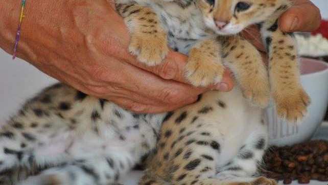 filhotes-de-savannah-disponiveis-big-3